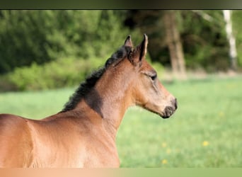 German Sport Horse, Stallion, Foal (04/2024), Bay-Dark