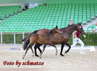 German Sport Horse, Stallion, Foal (04/2024), Bay-Dark