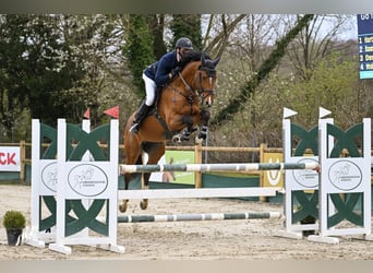 Hanoverian, Stallion, 11 years, 16.2 hh, Brown
