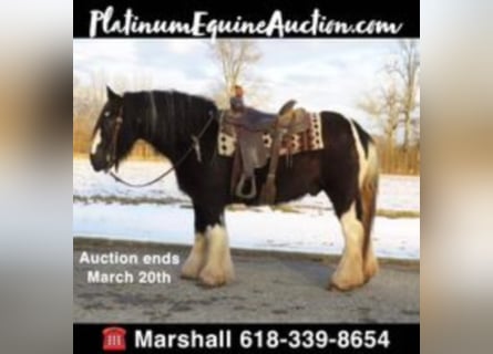 Gypsy Horse, Gelding, 12 years, Tobiano-all-colors