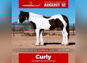 Gypsy Horse Mix, Gelding, 3 years, 15.2 hh, Pinto