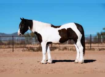 Gypsy Horse Mix, Gelding, 3 years, 15.2 hh, Pinto