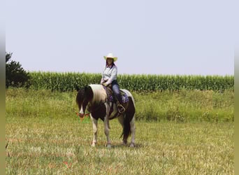 Gypsy Horse Mix, Gelding, 3 years, 15.2 hh, Pinto