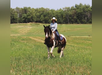 Gypsy Horse Mix, Gelding, 3 years, 15.2 hh, Pinto