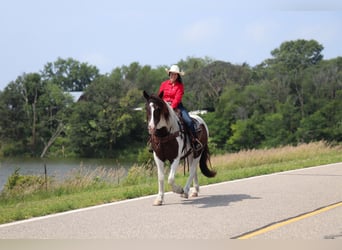 Gypsy Horse Mix, Gelding, 3 years, 15.2 hh, Pinto