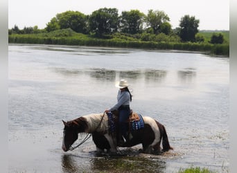 Gypsy Horse Mix, Gelding, 3 years, 15.2 hh, Pinto