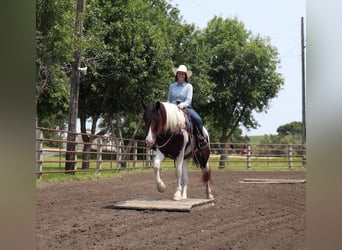 Gypsy Horse Mix, Gelding, 3 years, 15.2 hh, Pinto