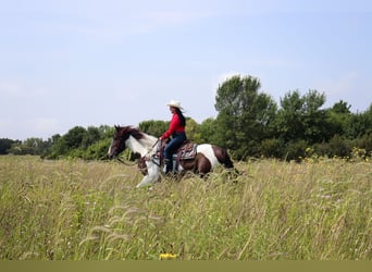 Gypsy Horse Mix, Gelding, 3 years, 15.2 hh, Pinto