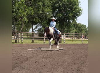 Gypsy Horse Mix, Gelding, 3 years, 15.2 hh, Pinto