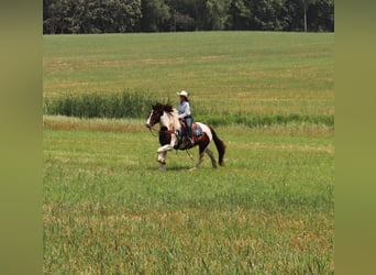 Gypsy Horse Mix, Gelding, 3 years, 15.2 hh, Pinto