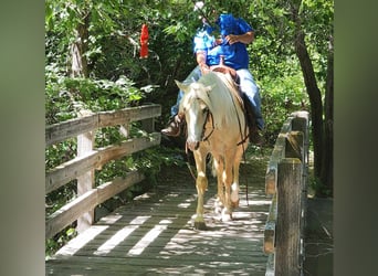 Gypsy Horse Mix, Gelding, 5 years, 14.3 hh, Palomino