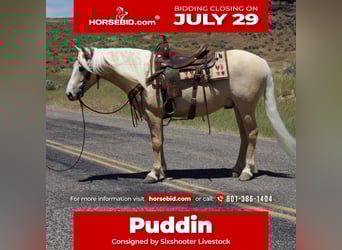 Gypsy Horse Mix, Gelding, 5 years, 14.3 hh, Palomino