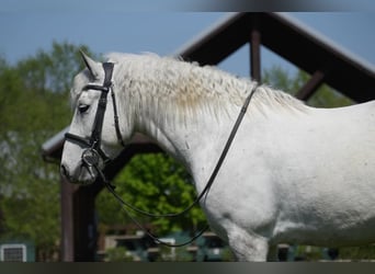 Gypsy Horse Mix, Gelding, 6 years, 13.3 hh, Gray