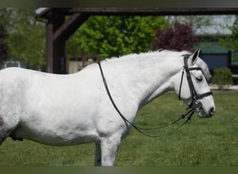 Gypsy Horse Mix, Gelding, 6 years, 13.3 hh, Gray