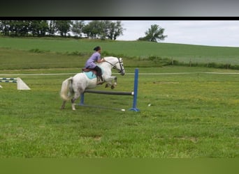 Gypsy Horse Mix, Gelding, 6 years, 13.3 hh, Gray