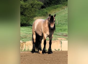 Gypsy Horse Mix, Gelding, 6 years, 14.1 hh, Buckskin