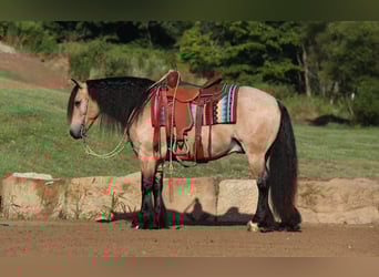 Gypsy Horse Mix, Gelding, 6 years, 14.1 hh, Buckskin