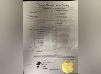 Gypsy Horse, Gelding, 6 years, Tobiano-all-colors