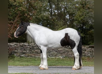Gypsy Horse, Gelding, 6 years, Tobiano-all-colors