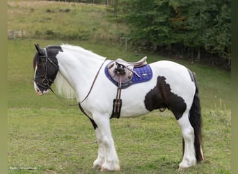 Gypsy Horse, Gelding, 6 years, Tobiano-all-colors