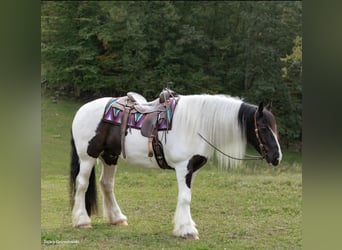 Gypsy Horse, Gelding, 6 years, Tobiano-all-colors