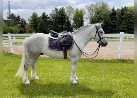 Gypsy Horse, Gelding, 7 years, Gray-Dapple