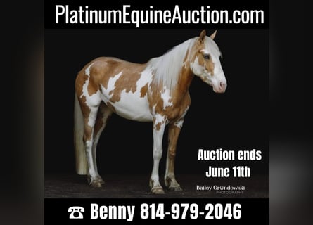 Gypsy Horse, Mare, 4 years, Palomino