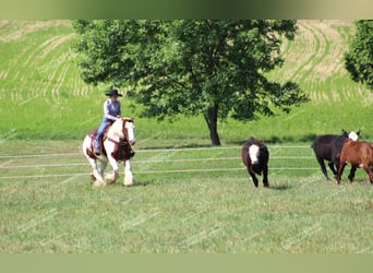 Gypsy Horse, Mare, 5 years, 14.3 hh, Pinto