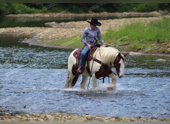Gypsy Horse, Mare, 5 years, 14.3 hh, Pinto