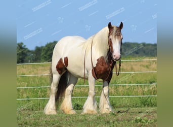 Gypsy Horse, Mare, 5 years, 14.3 hh, Pinto