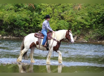 Gypsy Horse, Mare, 5 years, 14.3 hh, Pinto