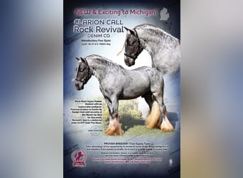 Gypsy Horse, Mare, 5 years, 14.3 hh, Pinto
