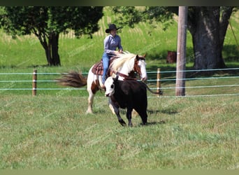 Gypsy Horse, Mare, 5 years, 14.3 hh, Pinto