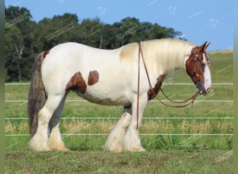 Gypsy Horse, Mare, 5 years, 14.3 hh, Pinto