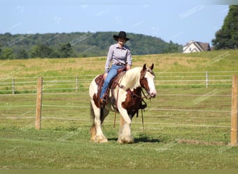 Gypsy Horse, Mare, 5 years, 14.3 hh, Pinto