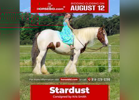 Gypsy Horse, Mare, 5 years, 14.3 hh, Pinto
