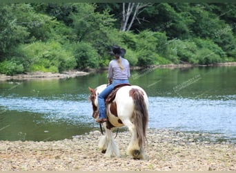 Gypsy Horse, Mare, 5 years, 14.3 hh, Pinto