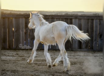Gypsy Horse Mix, Mare, Foal (01/2024), 13 hh, Cremello