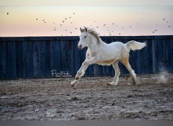 Gypsy Horse Mix, Mare, Foal (01/2024), 13 hh, Cremello