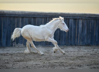 Gypsy Horse Mix, Mare, Foal (01/2024), 13 hh, Cremello
