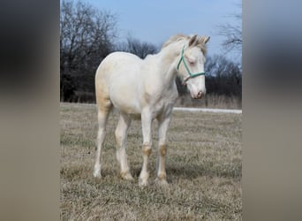 Gypsy Horse Mix, Mare, Foal (01/2024), 13 hh, Cremello