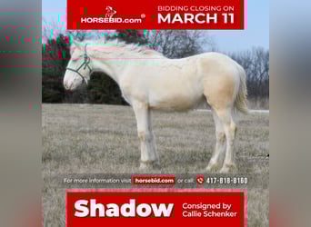 Gypsy Horse Mix, Mare, Foal (01/2024), 13 hh, Cremello