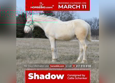 Gypsy Horse Mix, Mare, Foal (01/2024), 13 hh, Cremello