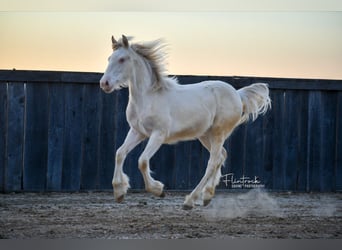 Gypsy Horse Mix, Mare, Foal (01/2024), 13 hh, Cremello