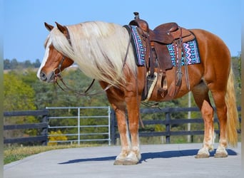 Haflinger, Gelding, 13 years, 14.3 hh, Sorrel
