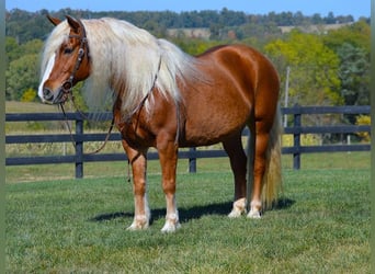 Haflinger, Gelding, 13 years, 14.3 hh, Sorrel