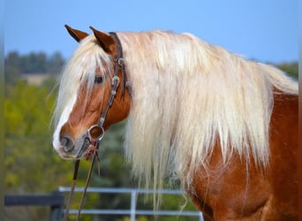 Haflinger, Gelding, 13 years, 14.3 hh, Sorrel