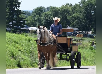 Haflinger, Gelding, 13 years, 14.3 hh, Sorrel