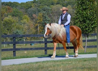 Haflinger, Gelding, 13 years, 14.3 hh, Sorrel