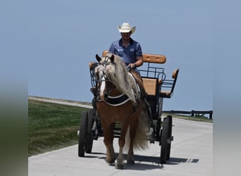 Haflinger, Gelding, 13 years, 14.3 hh, Sorrel